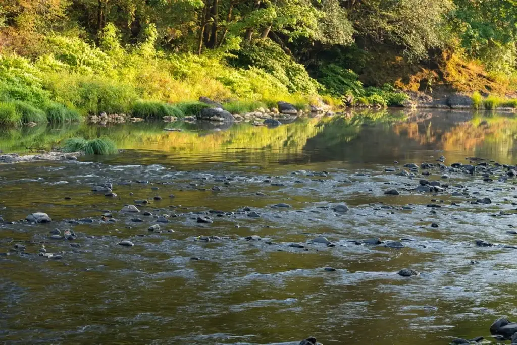 The Nehalem River along Lower Nehalem Road